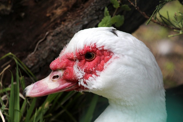 而乔治因伤 而乔治因伤