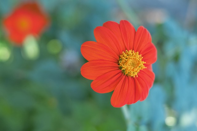 这本大辞典 这本大辞典